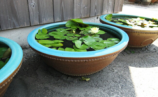 楽天市場】【ふるさと納税】睡蓮鉢 2尺 大谷焼 ＜森陶器＞ ｜ おしゃれ