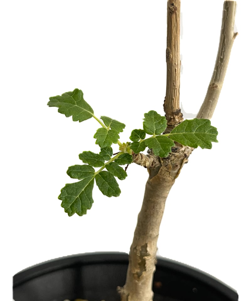 ボスウェリア サクラ (実生苗)「 Boswellia Sacra」4/12-279 | SH