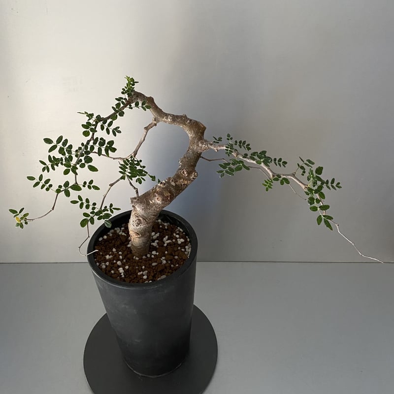 コミフォラ モンストローサ 発根済 現地株 MO-04 | Botanical Holic