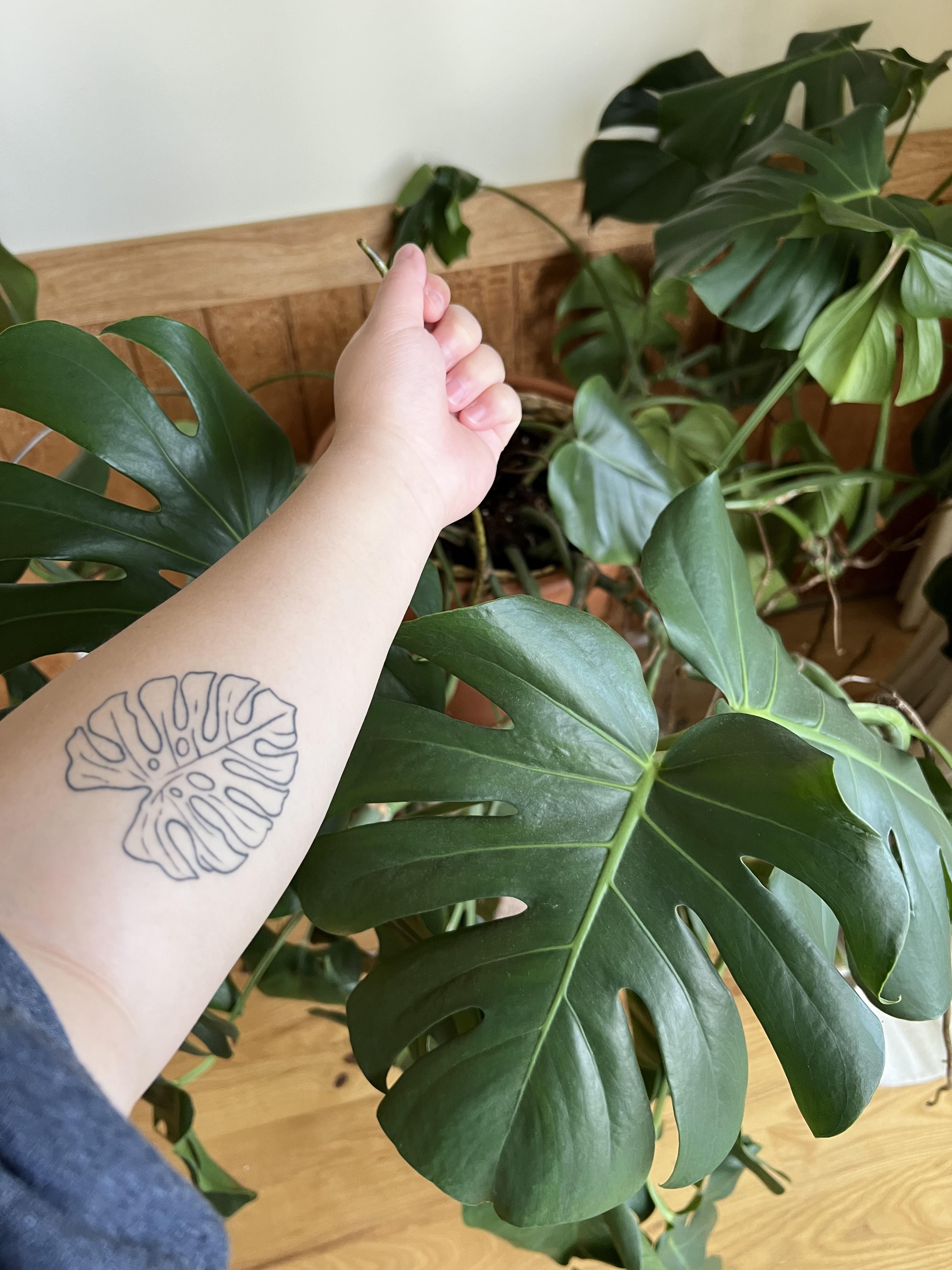 モンステラのタトゥー！ : r/houseplants