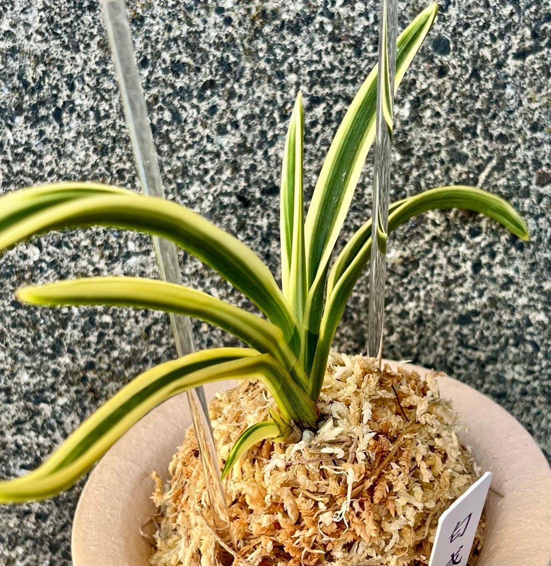 富貴蘭 最上芸最上柄【匂威】 | 富貴蘭を楽しんでブログ