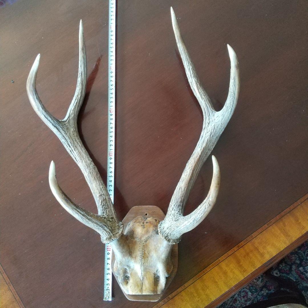 鹿の角 インテリア装飾 約60cm 花鹿 ―ROKU― 鹿 角 オブジェ 飾り ドライフラワー インテリア シカ