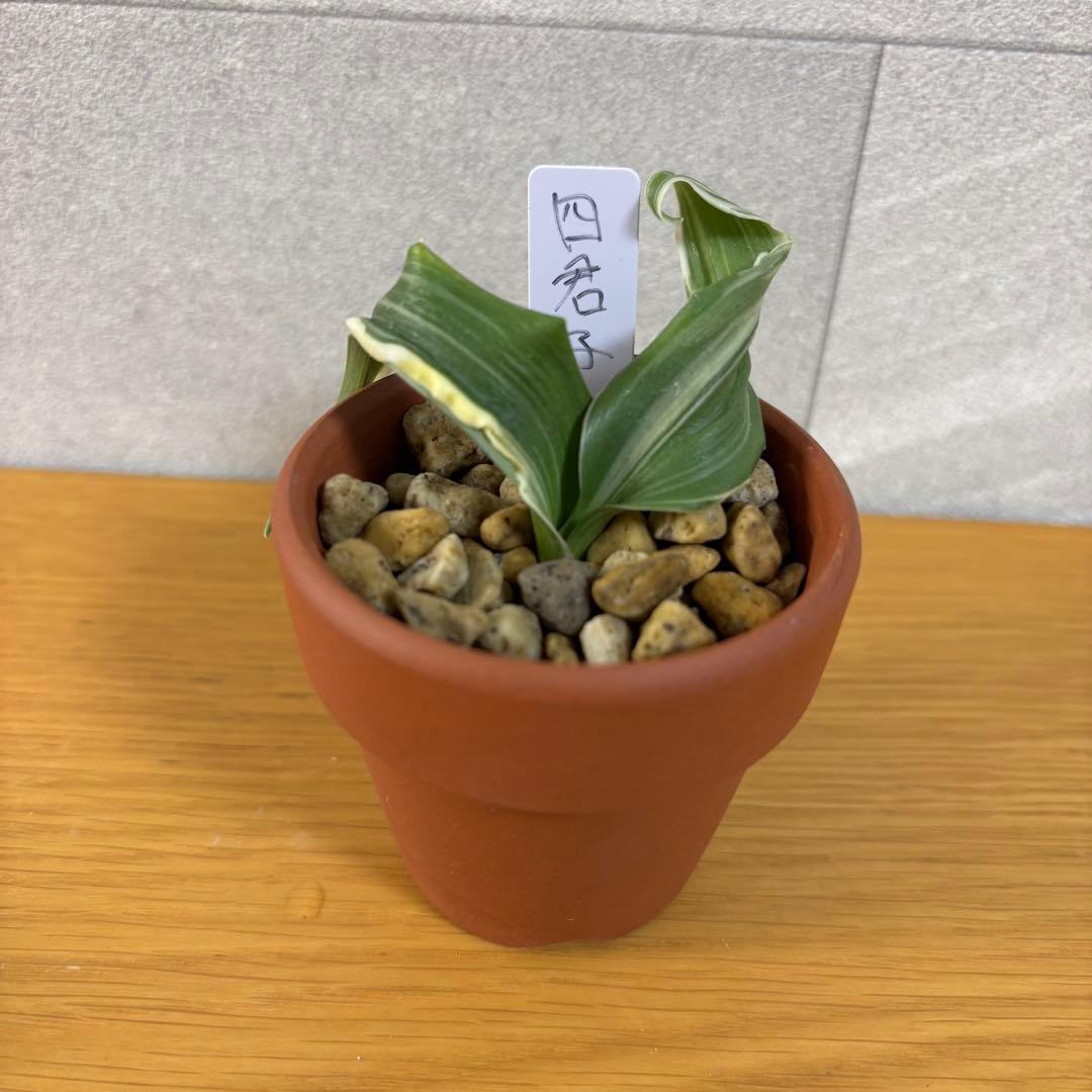 四君子　専用出品 進物線香 京線香 四君子 | お仏壇のはせがわ公式通販